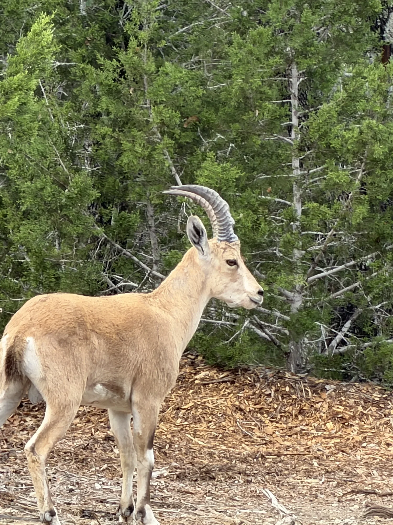 Nubian Ibex