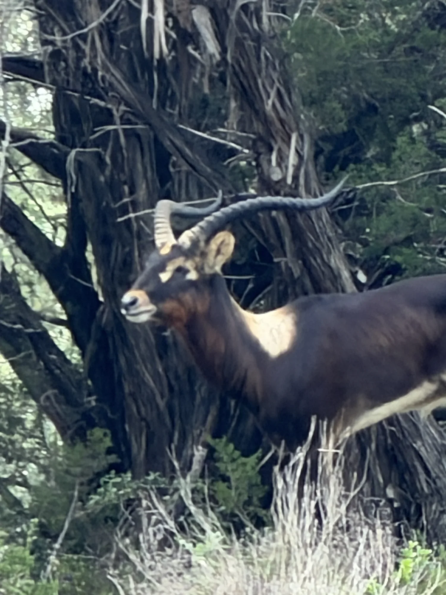Nile Lechwe
